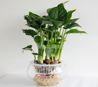 宁波江北植物租摆公司，为您的空间增添生机！